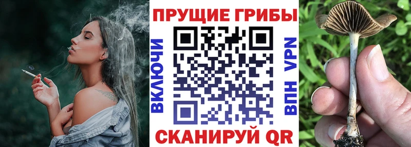 Купить  Игарка  Псилоцибиновые грибы Magic Shrooms 